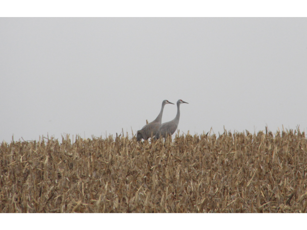 Cranes in cornfield